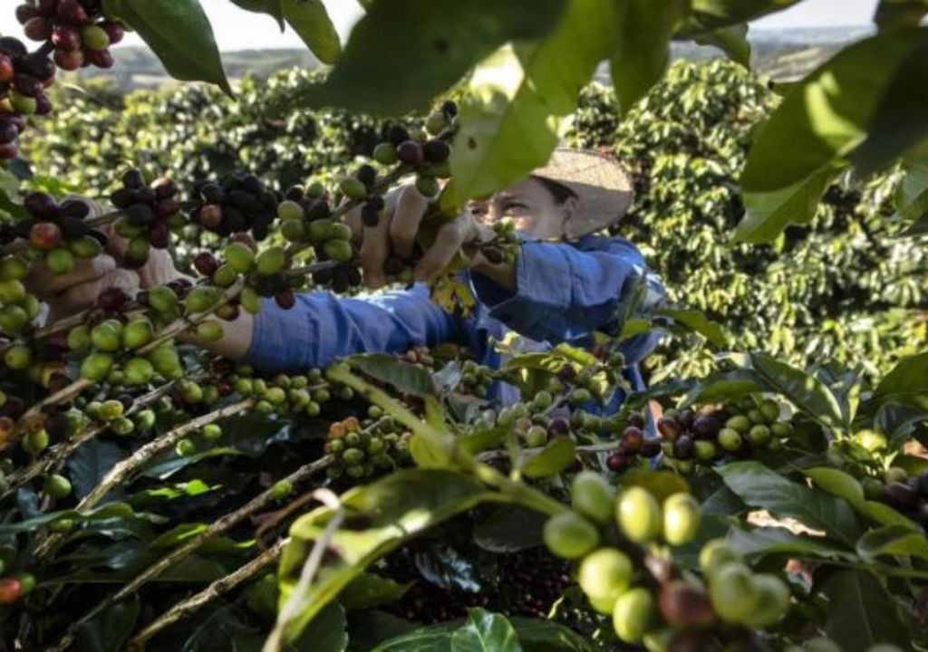 Ruta del Café del Norte