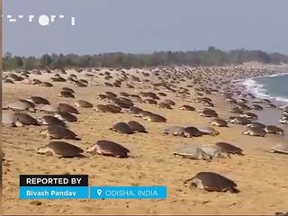 Miles de tortugas llegan a las playas de Odisha, India! Así es la anidación masiva anual conocida como arribada