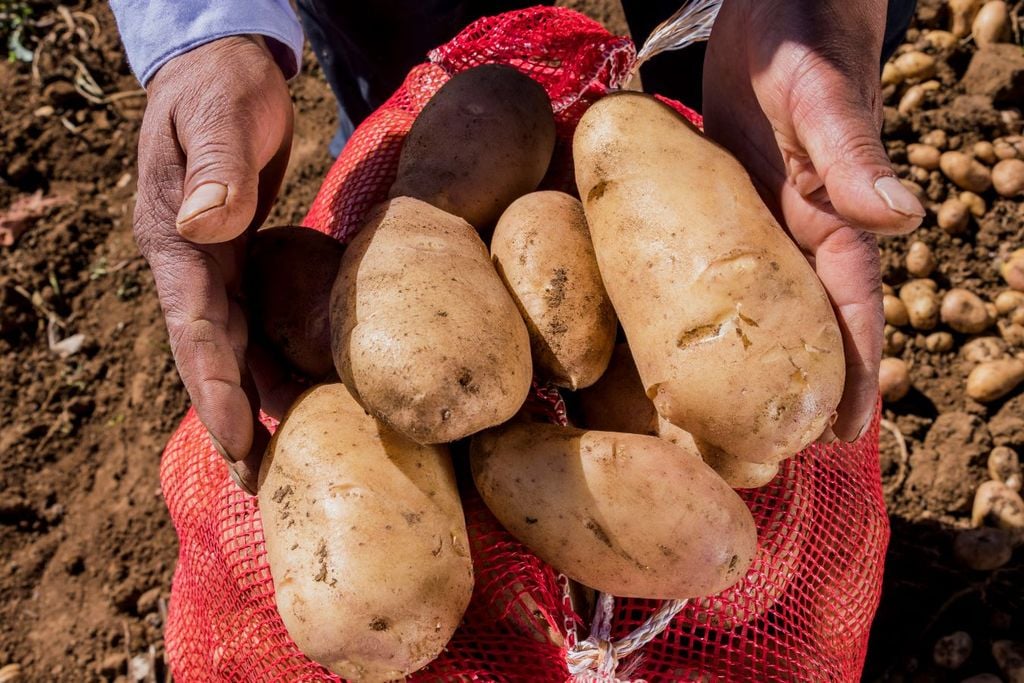 Extractos de cáscara de papa pueden estimular la producción de colágeno.