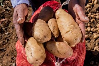 De papas descartadas a skincare: investigadores rescatan residuos agrícolas para crear cosméticos