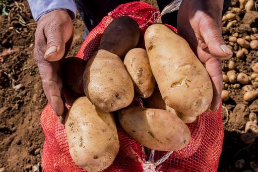 De papas descartadas a skincare: investigadores rescatan residuos agrícolas para crear cosméticos