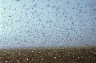 De plaga de langostas del desierto a proteínas comestibles