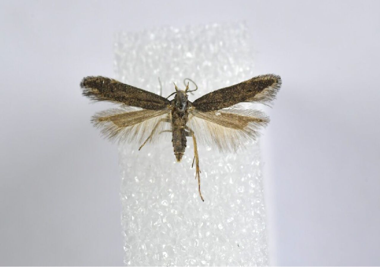 A Monochroa monellii é uma criatura de hábitos noturnos que não se deixa avistar ou apanhar facilmente. Foto: André Lameirinhas/Universidade do Porto