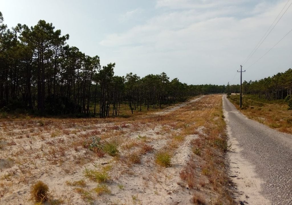 Mata do Urso, Pombal