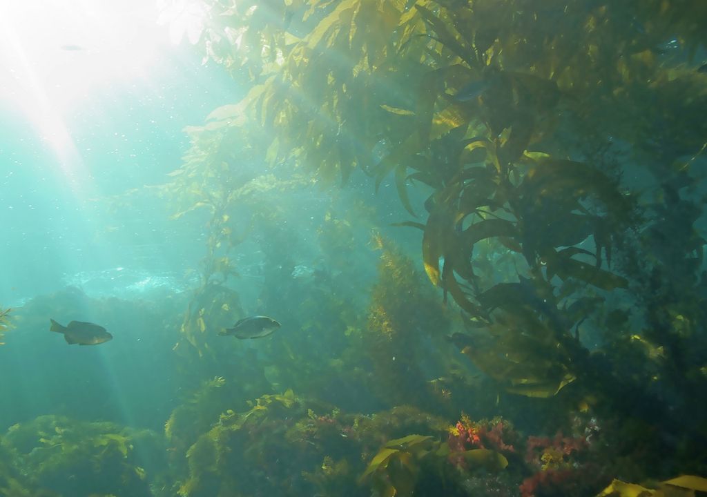 bosque de algas visto bajo el agua