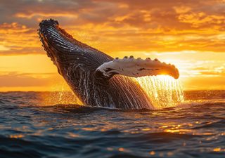 De qué trata el proyecto de 'Saguaro' que amenaza a las ballenas en el Golfo de California en México