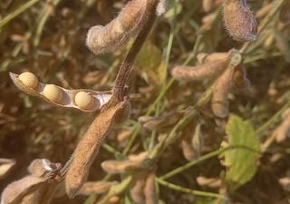 De sequ&iacute;a a exceso en 15 d&iacute;as: las lluvias frenan la cosecha de soja en Buenos Aires y la regi&oacute;n n&uacute;cleo