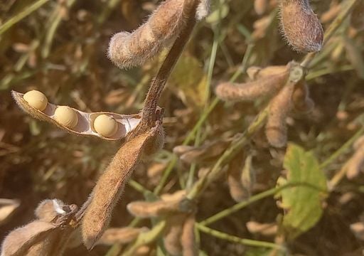 De sequ&iacute;a a exceso en 15 d&iacute;as: las lluvias frenan la cosecha de soja en Buenos Aires y la regi&oacute;n n&uacute;cleo