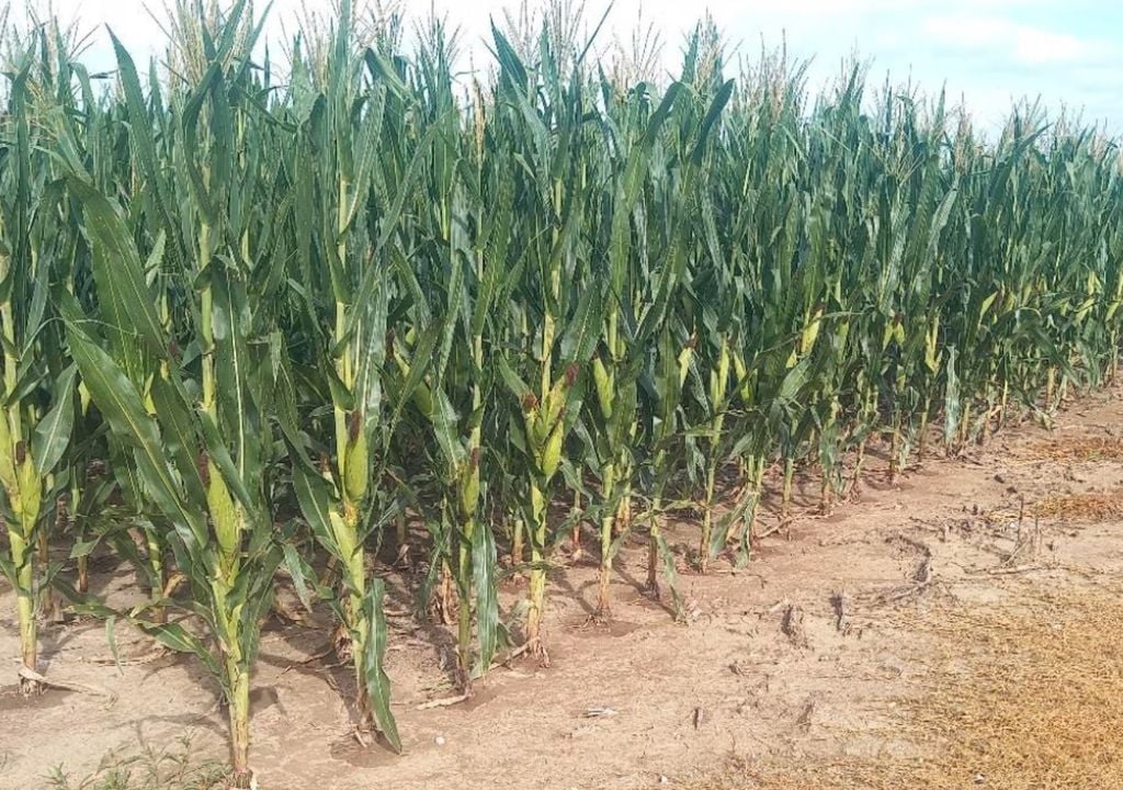 maíz Lote con maíz tardío, en R4 (grano pastoso), uniforme, con muy buen desarrollo de mazorcas, en el centro del departamento Castellanos (Santa Fe). Gentileza: Bolsa de Comercio de Santa Fe