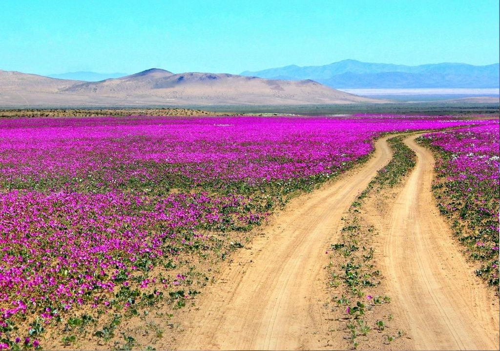 Desierto de Atacama Desierto de Atacama