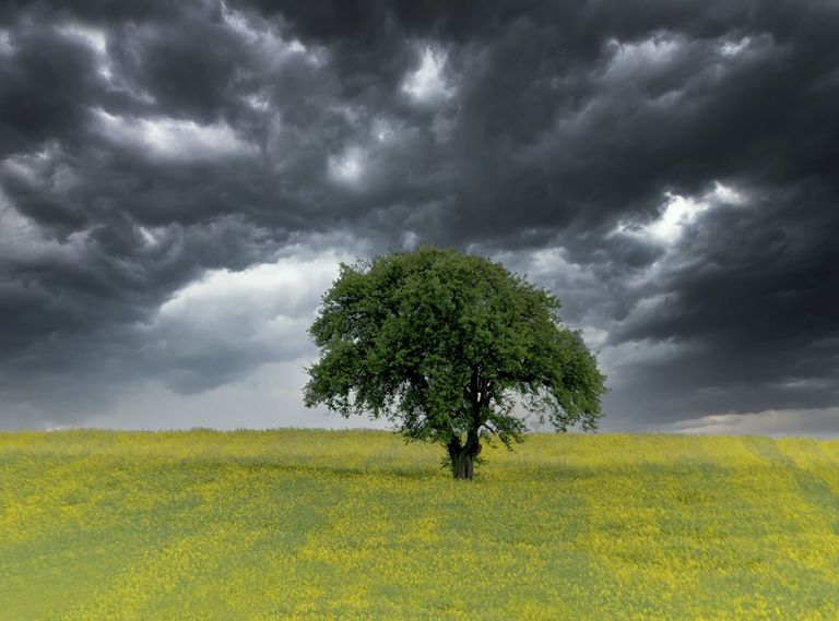 Árbol aislado Árbol aislado