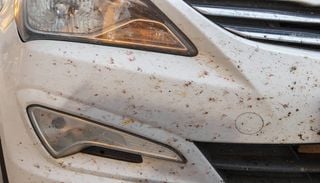 D&eacute;clin des insectes en France : une recherche participative, &laquo; Bugs Matter &raquo;, vous invite &agrave; inspecter votre pare-choc !