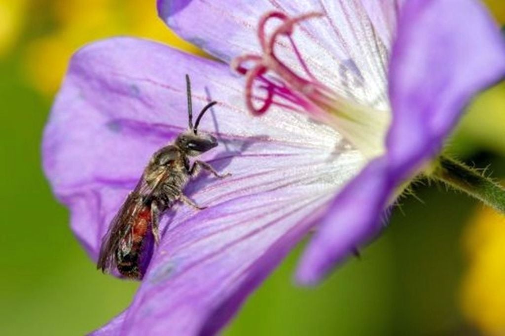 Imagen de la especie de abeja ‘Lasioglossum nigripes’. / Sophie Giriens