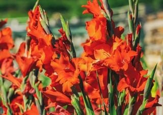 Decoração e aroma: 8 opções de flores laranjas para transformar seus ambientes