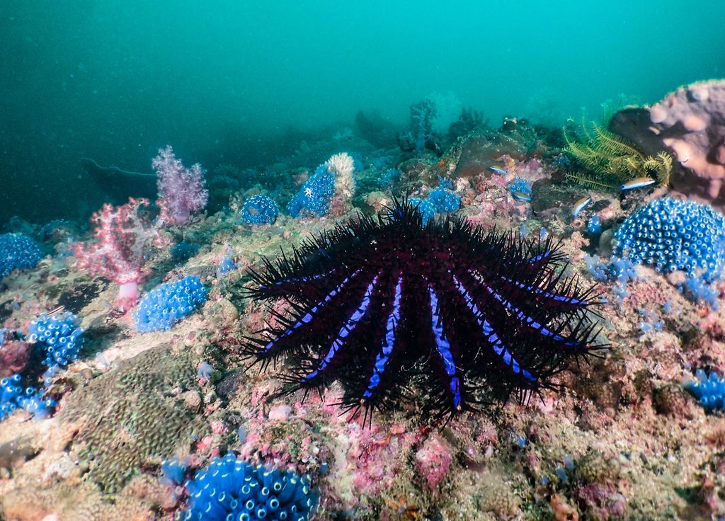 Etoile de mer dévoreuse de corail acanthaster pourpre