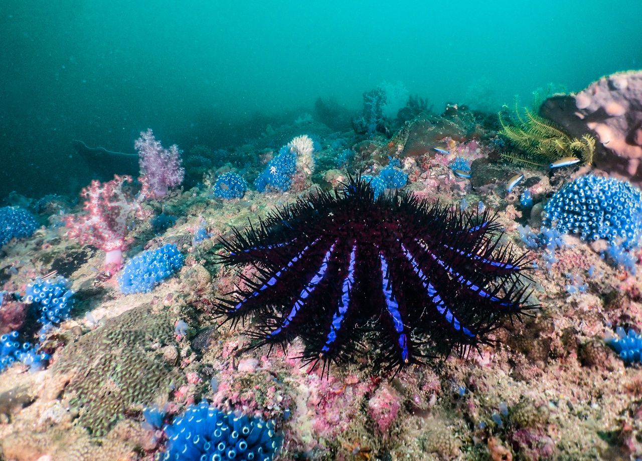 Scopri questo predatore mangiatore di coralli che sopravvive alle ondate di caldo!