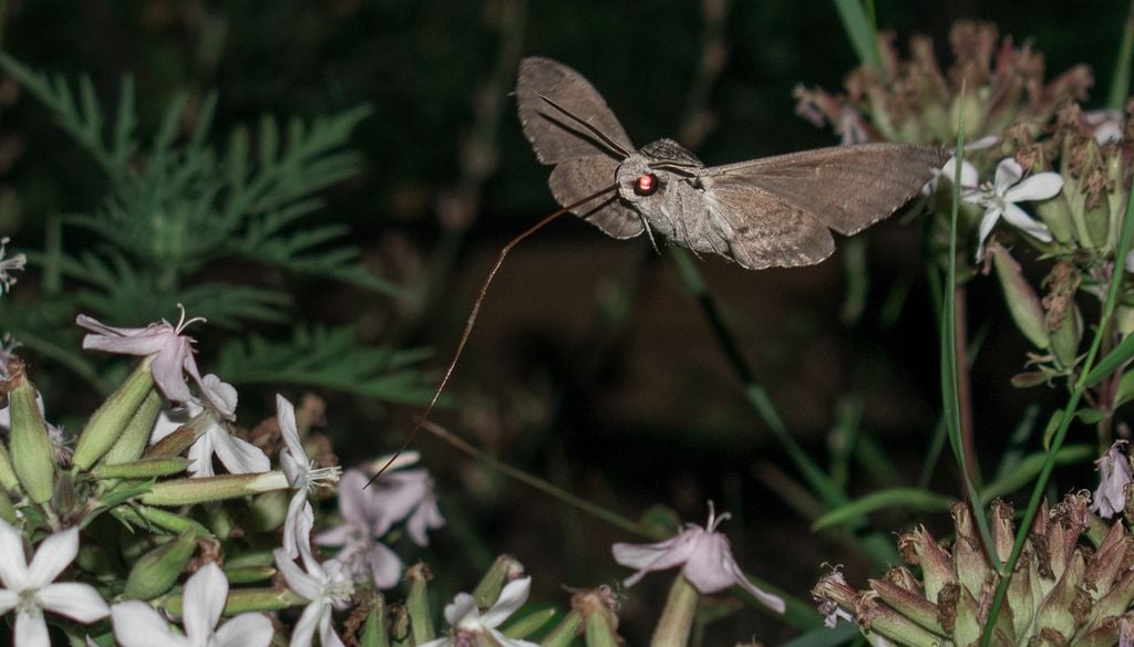 Papillon nuit fleur pollinisation plante nature Papillons de nuit, chauve-souris… plusieurs insectes et animaux se délectent du nectar des fleurs nocturnes.