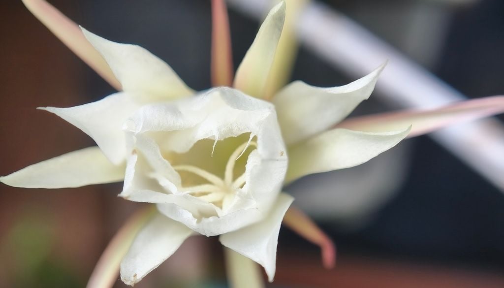 Reine-de-la-nuit Cactus fleur plante nuit La reine-de-la-nuit ne fleurit parfois qu'une seule fois dans l'année, un spectacle pour les amateurs de fleurs et plantes !