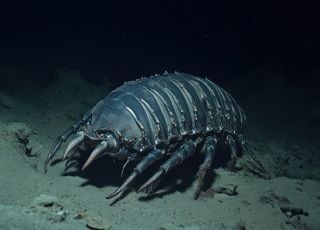 Así es el 'Darth Vader de los mares", una nueva y rara especie descubierta por unos biólogos asiáticos en Vietnam