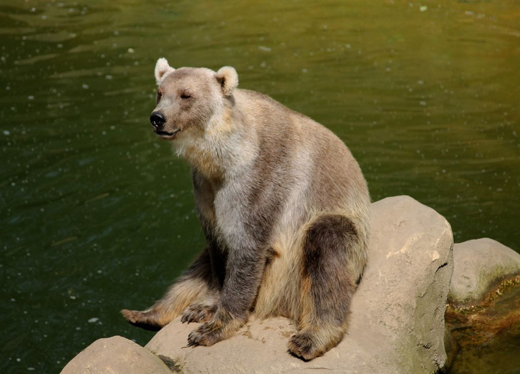 urso "grolar" urso "grolar"