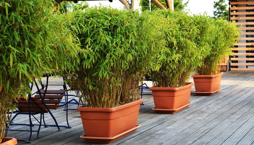 Bambou pot balcon terrasse plante brise vue Classique, simple et très efficace, le bambou fait parti des valeurs sûres si vous cherchez une plante brise-vue pour votre balcon ou jardin.