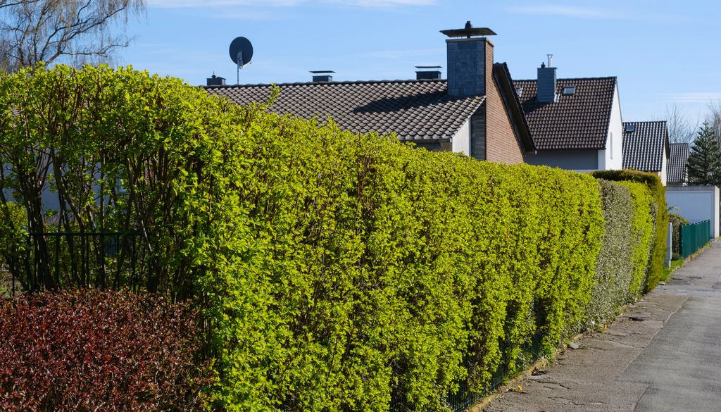 Troene Haie Jardin plante brise vue Avec une haie dense, plus de vis à vis avec le troène.