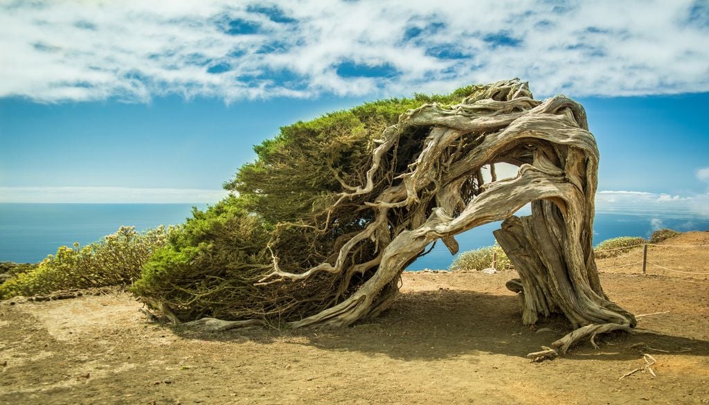 Genévrier courbé par le vent à El Hierro, dans Canaries. Genévrier courbé par le vent à El Hierro, dans Canaries.