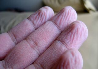 ¿Sabías que tus dedos se arrugan siguiendo el mismo patrón cada vez que están en el agua durante demasiado tiempo?