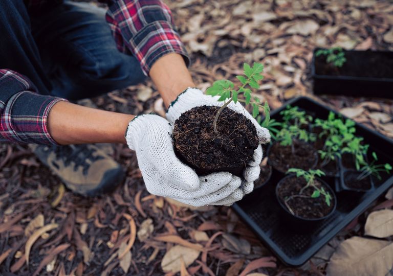 árboles a ser transplantados árboles a ser transplantados