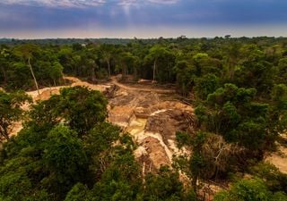 Deforestation, cutting down our future. How much CO2 do forests trap?