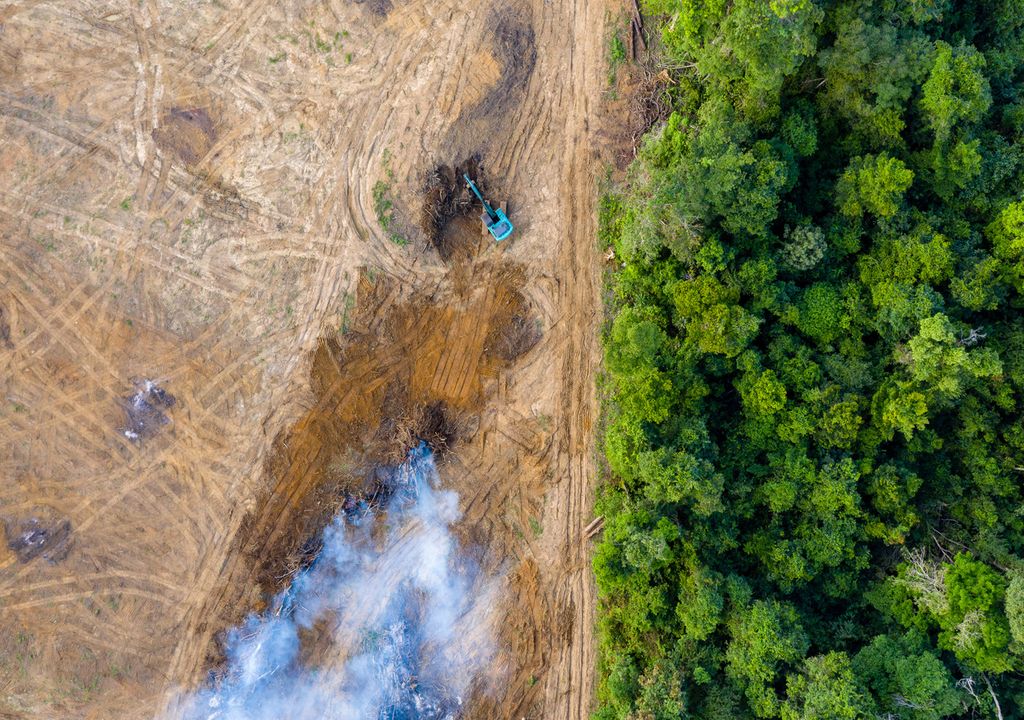 Deforestation is continuing in tropical regions