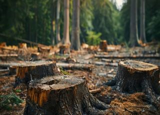 D&eacute;forestation : une &eacute;tude scientifique r&eacute;v&egrave;le un impact climatique sous-estim&eacute;, la France concern&eacute;e ?