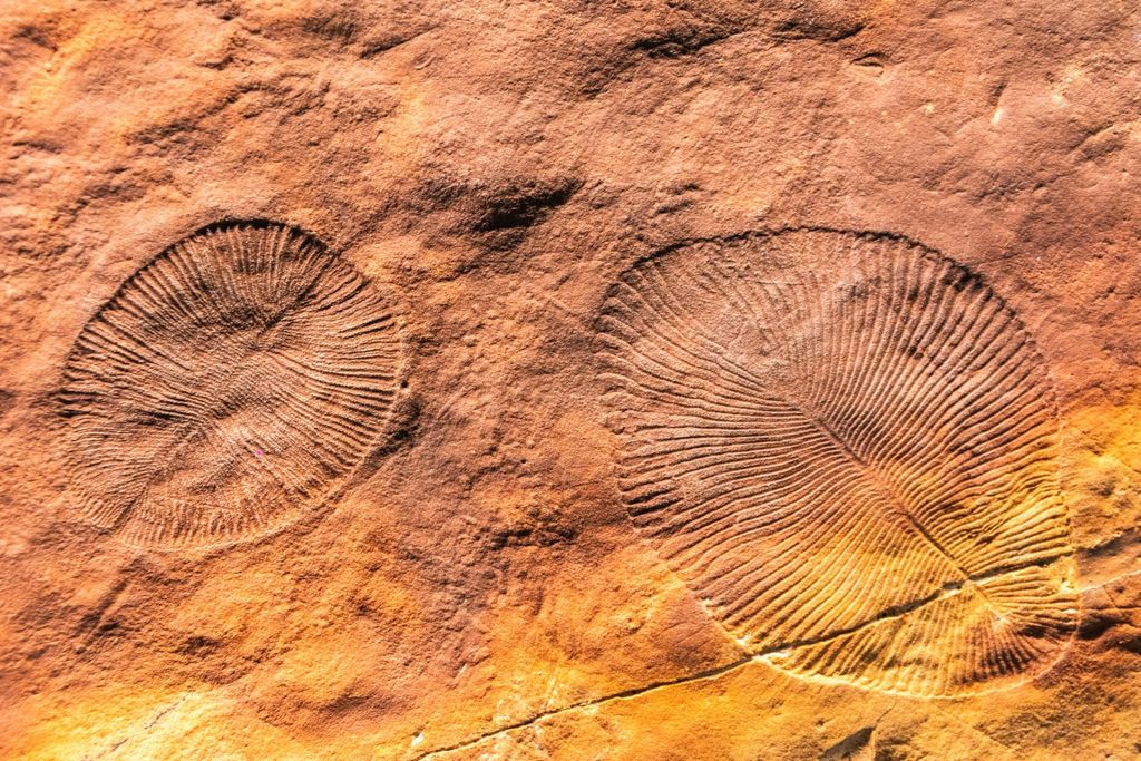dickinsonia, animais, ciclos dickinsonia, animais, ciclos