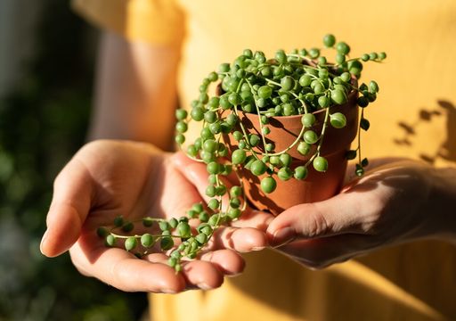 Lassen Sie sie fallen: 4 pflegeleichte Hngepflanzen, die Leben in Ihr  Zuhause bringen