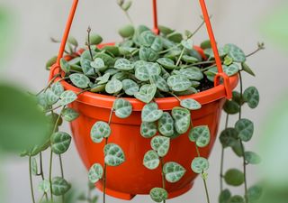 Lasciatele cadere: 4 piante sospese a bassa manutenzione che daranno vita alla vostra casa