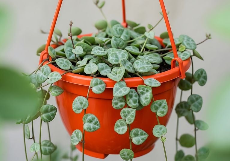Deja que caigan: 4 plantas colgantes de bajo mantenimiento que llenarán tu casa de vida