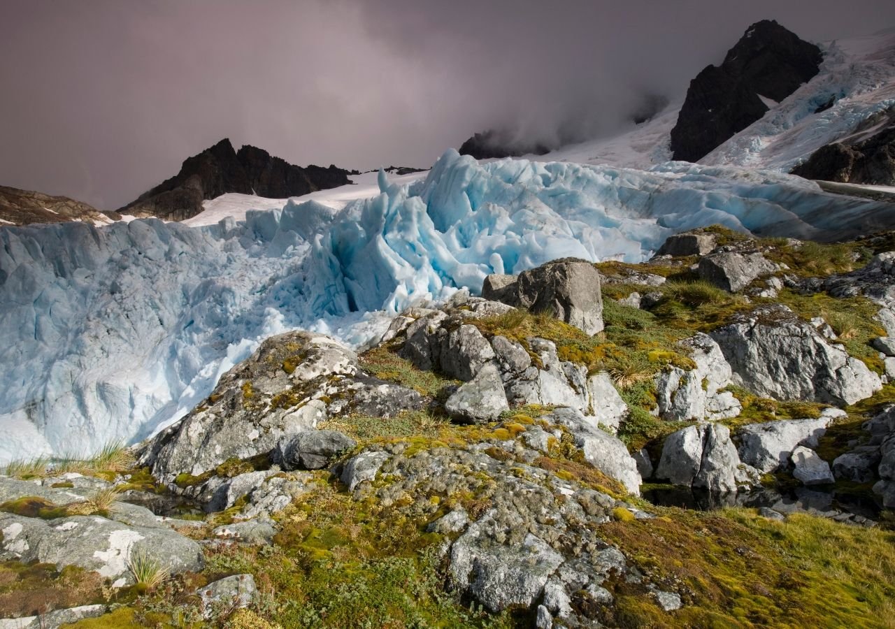 plantas colonizan Antártida cambio climático
