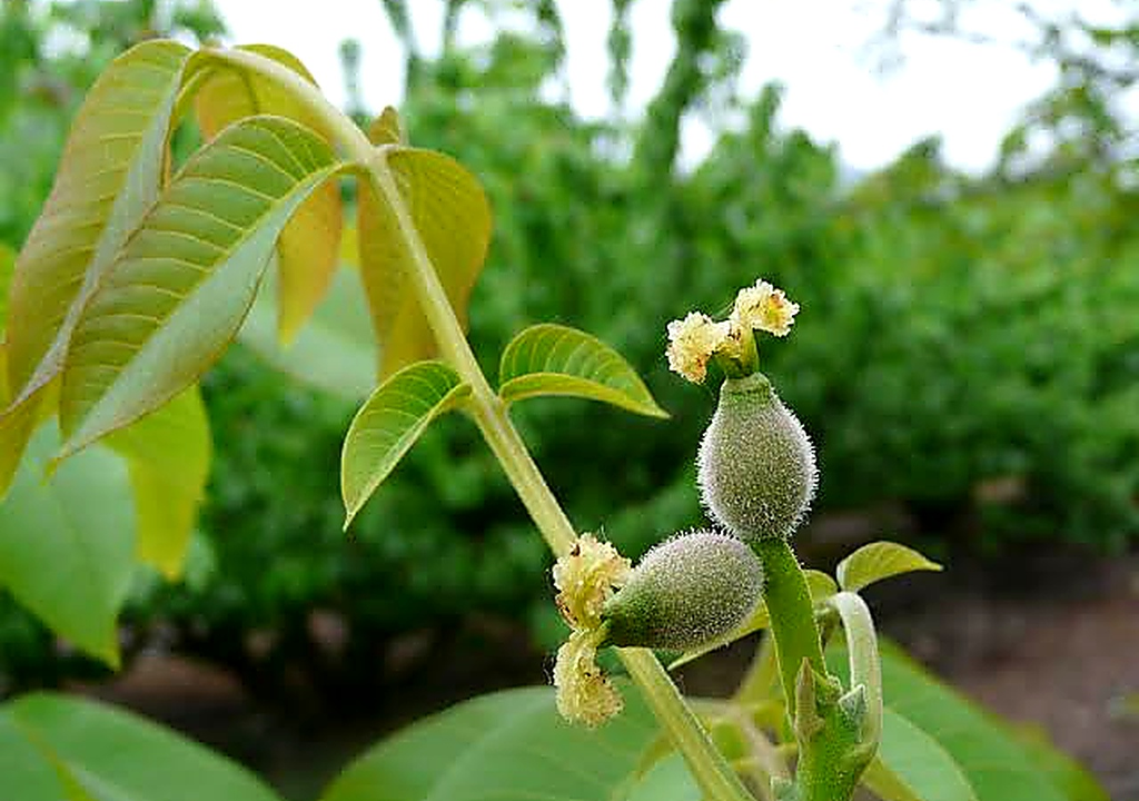 El desarrollo de los frutales está estrechamente ligado a las condiciones de temperatura y humedad del suelo.