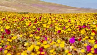 Del desierto florido a los volcanes del sur: 3 destinos poco conocidos para escaparse esta primavera en Chile