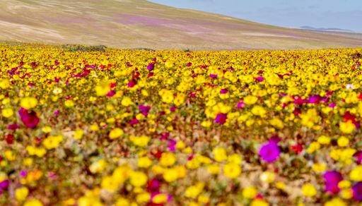 Del desierto florido a los volcanes del sur: 3 destinos poco conocidos para escaparse esta primavera en Chile