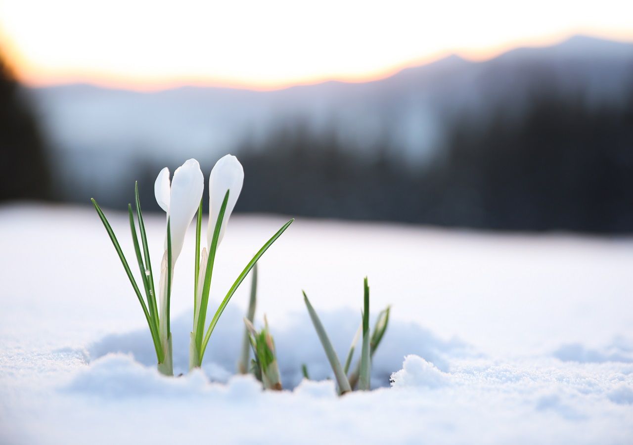 A pesar que todavía las mañanas están bien frías y la nieve cae en algunos lugares de Chile, la primavera comienza a dar sus primeros señales que está llegando.