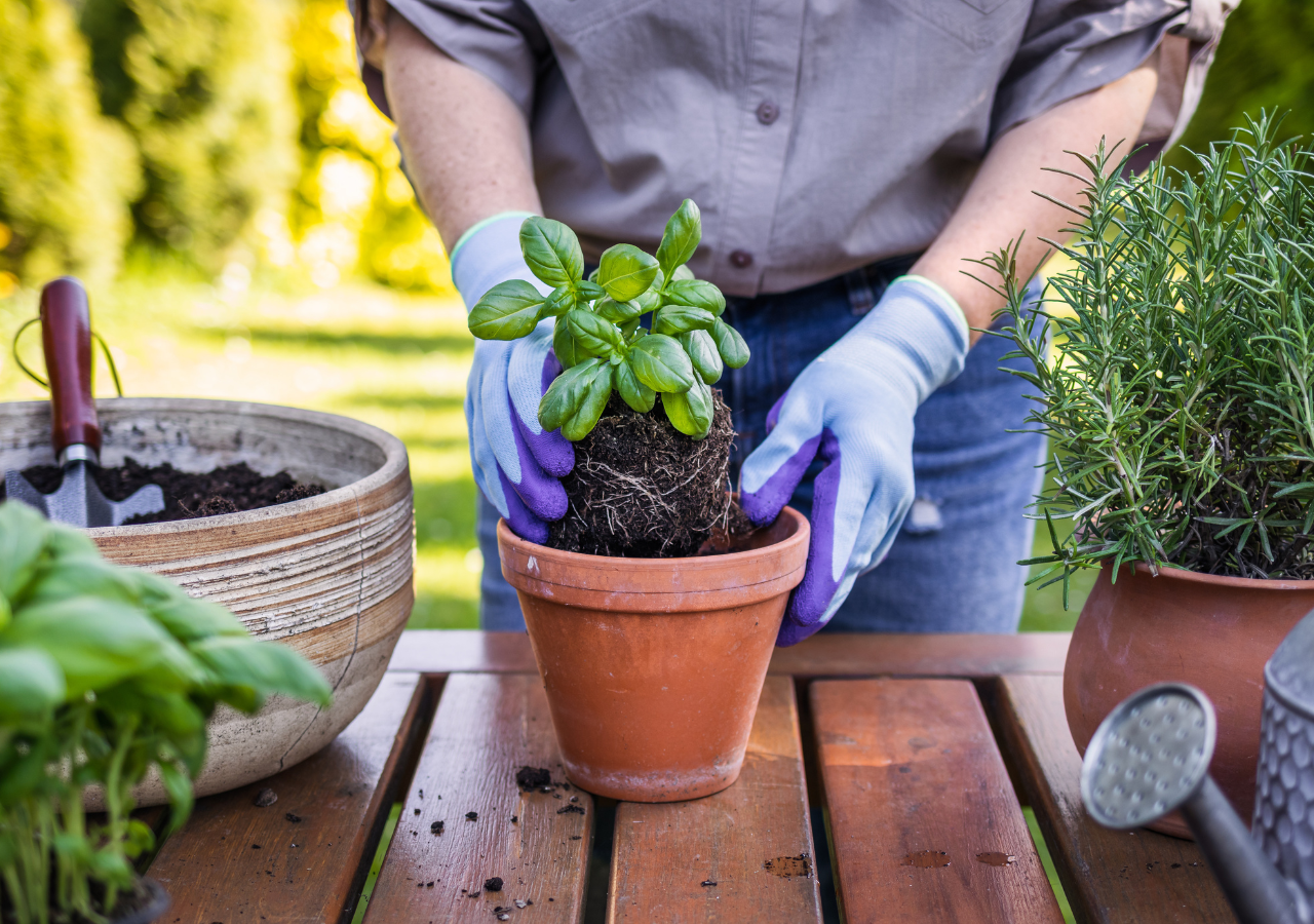 La albahaca repele insectos como mosquitos y moscas, así que además de darle sabor a tu comida, puede ser una aliada en tu jardín o incluso en tu cocina.