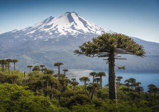 Del la araucaria al canelillo: las 7 especies de flora declaradas monumentos naturales en Chile 