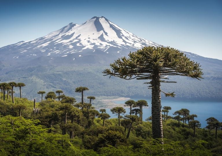 Del la araucaria al canelillo: las 7 especies de flora declaradas monumentos naturales en Chile