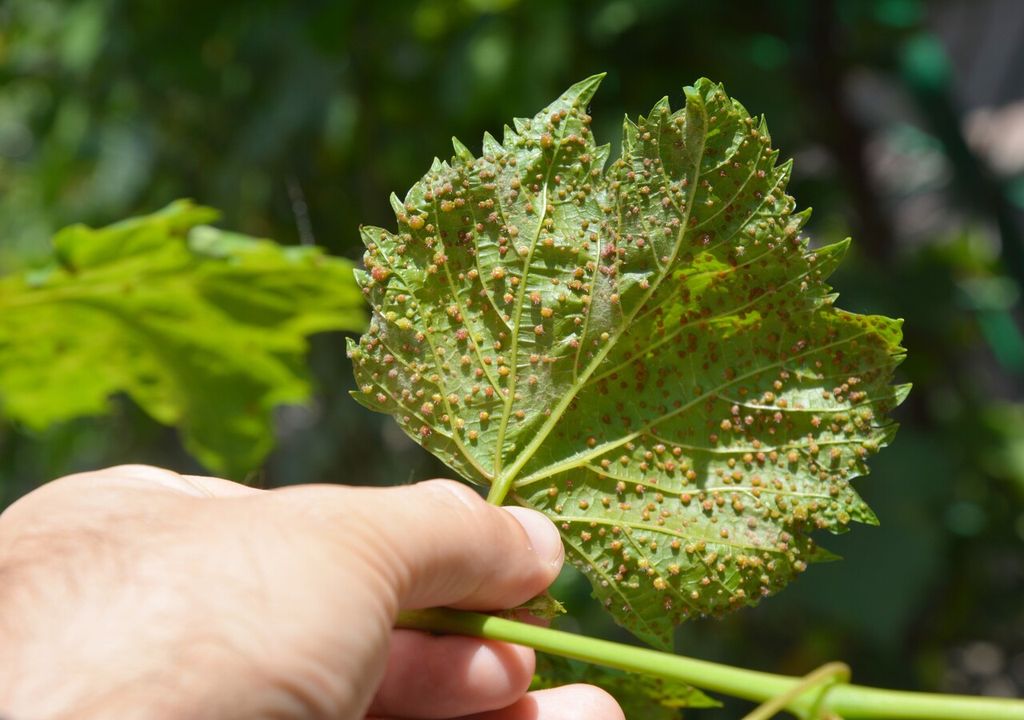 Filoxera Filoxera