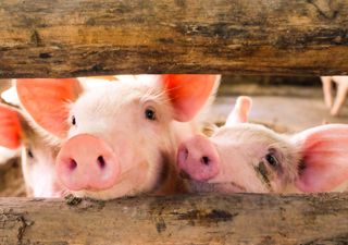 Del pub a la granja: en busca de una cría de cerdo más sostenible 