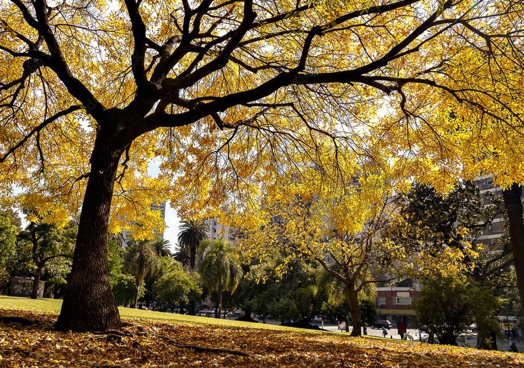 Parque AMBA Las vacaciones de invierno invitan a disfrutar de los parques y espacios verdes del AMBA, aunque el tiempo invernal obliga a mirar el pronóstico antes de organizar actividades al aire libre.