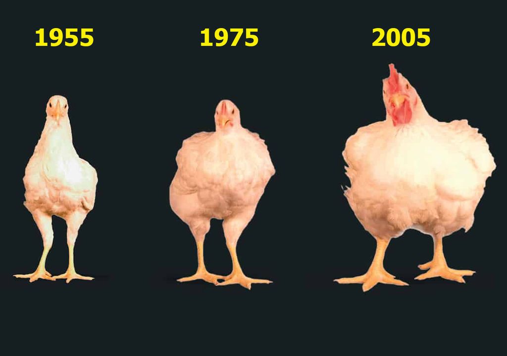 Demoliendo Mitos: “a Los Pollos Les Inyectan Hormonas Para Que Engorden”