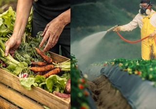 Demoliendo mitos: “comer alimentos orgánicos es más nutritivo y amigable con el planeta” 