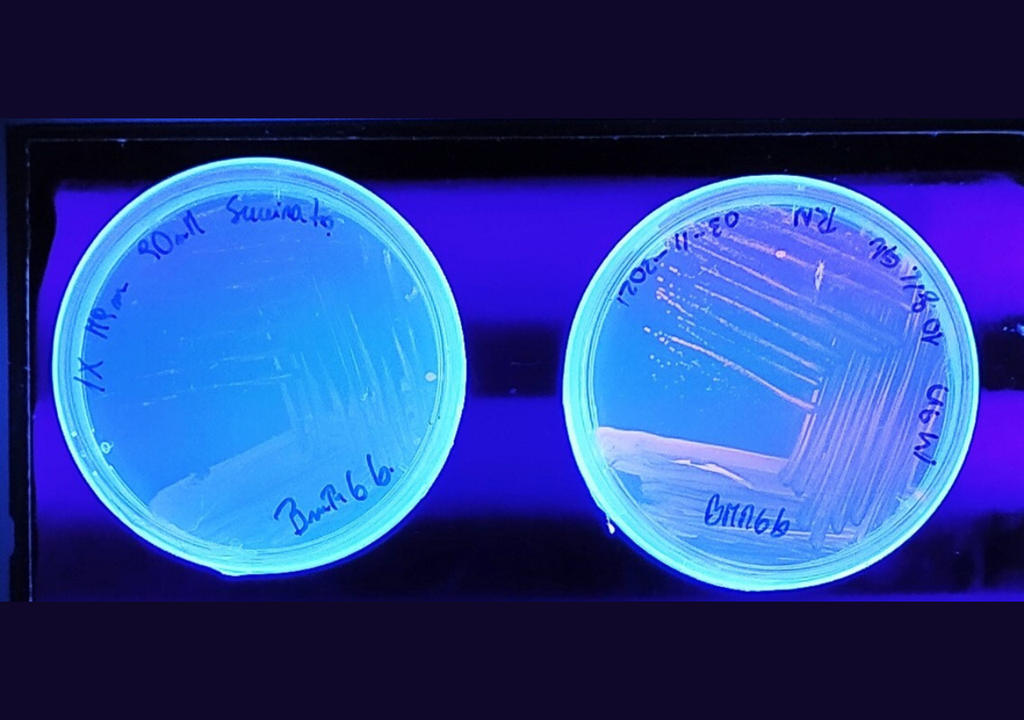 Identificación de polihidroxialcanoatos bacterianos, para lo que se sometió a la bacteria a un desbalance nutricional (derecha) vs la bacteria en condiciones nutricionales balanceadas (izquierda). Foto: Núcleo BioGem.
